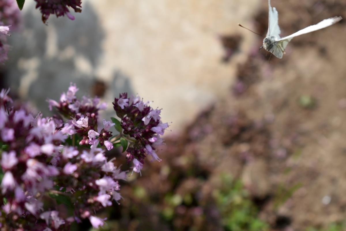 En lille sommerfugl, som flyver hen imod en blomst
